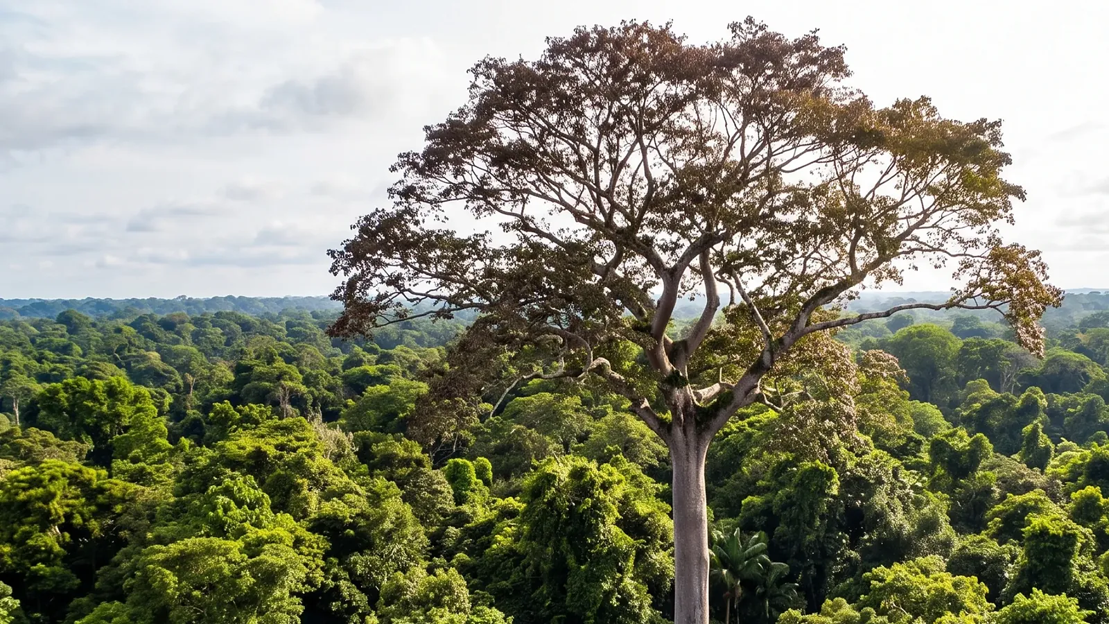 A tall tropical hardwood tree rising above the rainforest canopy