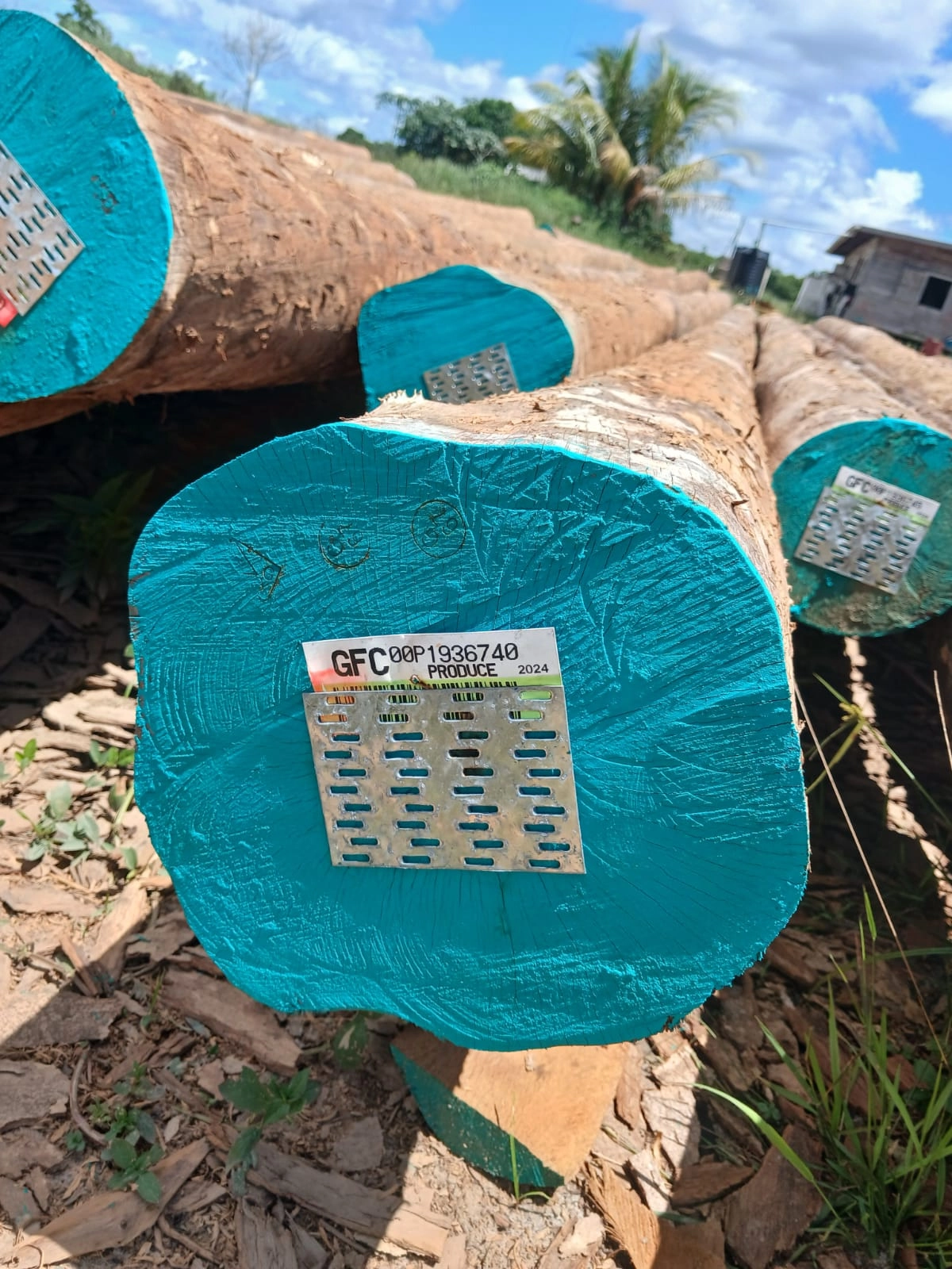 Log end sealed with teal paint and a Guyana Forestry Commission tag stapled to it
