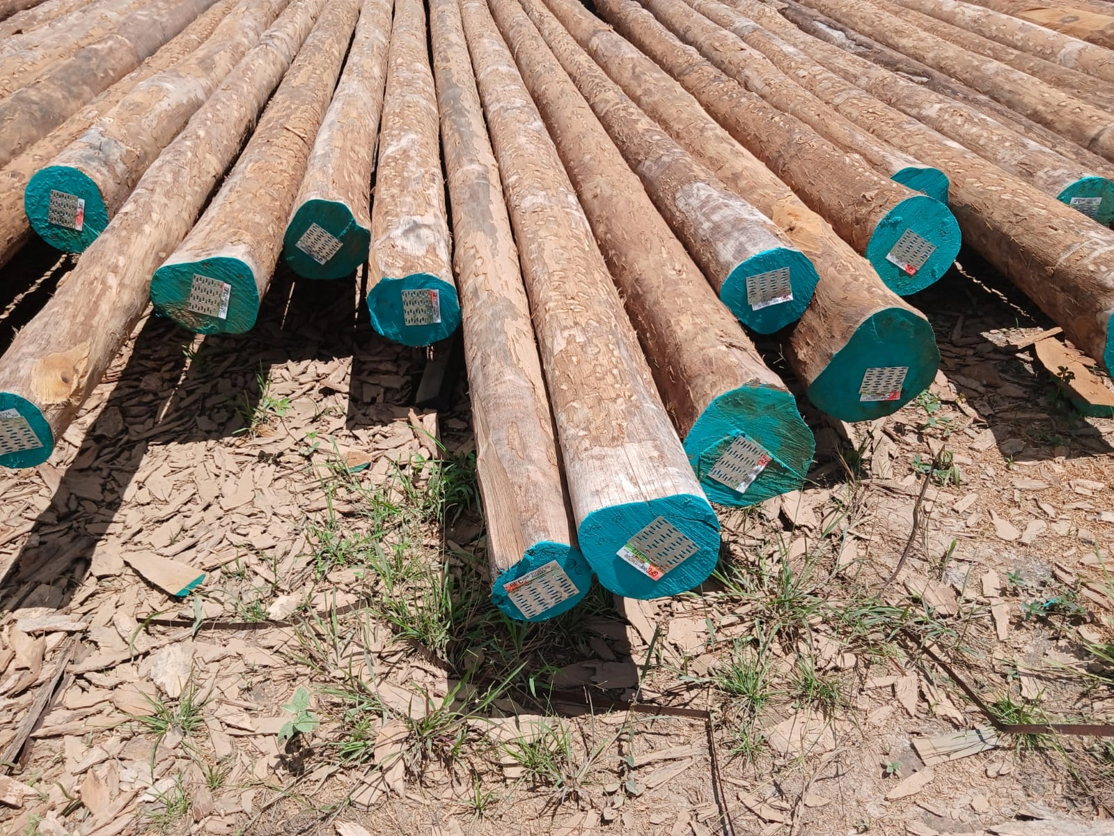 Round logs