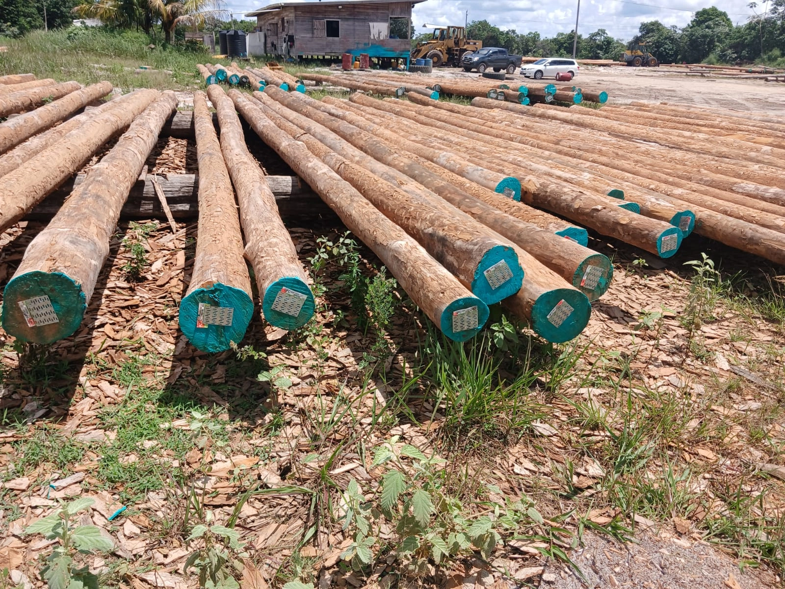 Tagged round logs lying in the yard